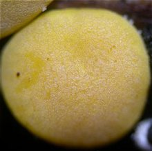 Hypocrea aureoviridis MykoGolfer
