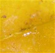 Hypocrea aureoviridis MykoGolfer