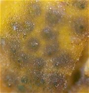 Hypocrea aureoviridis MykoGolfer