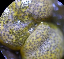 Hypocrea aureoviridis MykoGolfer
