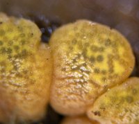 Hypocrea aureoviridis MykoGolfer