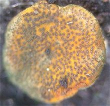 Hypocrea aureoviridis MykoGolfer