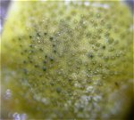 Hypocrea-aureoviridis MykoGolfer