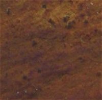 Hypoxylon subticinense MykoGolfer