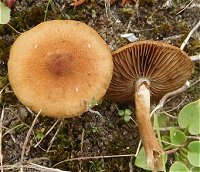 Inocybe agardhii MykoGolfer