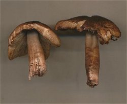 Inocybe erubescens MykoGolfer