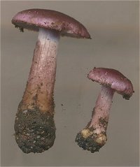 Inocybe geophylla var. lilacina © MykoGolfer