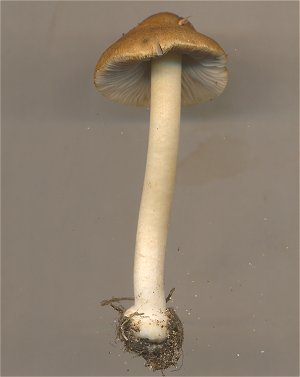 Inocybe mixtilis MykoGolfer