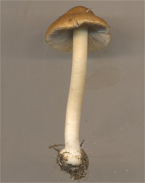 Inocybe mixtilis  MykoGolfer