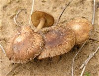 Inocybe serotina © MykoGolfer