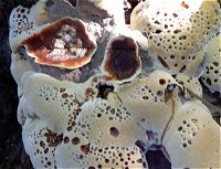 Inonotus radiatus MykoGolfer