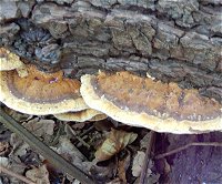 Inonotus radiatus MykoGolfer