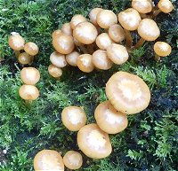 Kuehenomyces mutabilis  MykoGolfer