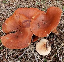 Lacatarius hepaticus MykoGolfer