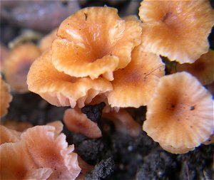 Laccaria tortilis MykoGolfer