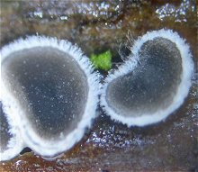 Lachnella villosa MykoGolfer