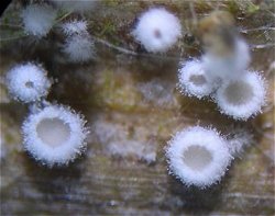 Lachnella villosa MykoGolfer