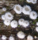 Lachnella villosa MykoGolfer