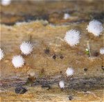 Lachnella villosa MykoGolfer