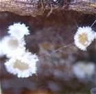 Lachnella villosa MykoGolfer