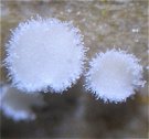Lachnella villosa MykoGolfer