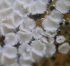 Lachnella villosa MykoGolfer