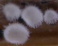 Lachnella villosa MykoGolfer