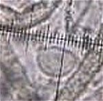 Lachnella villosa - spore 12x8um (Icehouse)  MykoGolfer