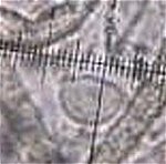 Lachnella villosa - spore 12x8um (Icehouse) MykoGolfer