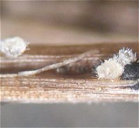 Lachnella villosa MykoGolfer