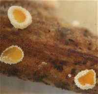 Lachnum bicolor  MykoGolfer