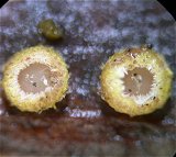Lachnum mollisimum  MykoGolfer