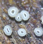 Lachnum virgineum MykoGolfer