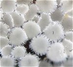 Lachnum virgineum MykoGolfer