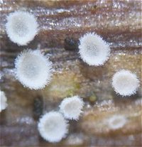 Lachnum virgineum MykoGolfer