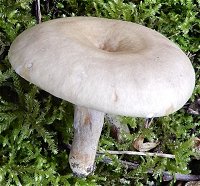 Lactarius pyrogalus MykoGolfer