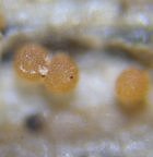 Laetinaevia carneoflavida MykoGolfer
