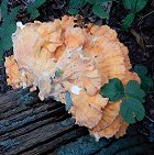 Laetiporus sulphureus MykoGolfer