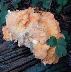 Laetiporus sulphureus  MykoGolfer