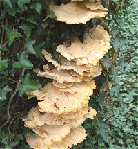 Laetiporus sulphureus  MykoGolfer