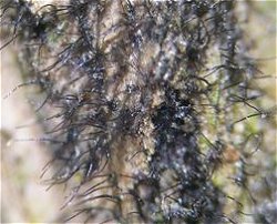 Lasiosphaeria hirsuta MykoGolfer