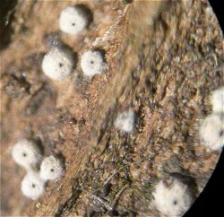 Lasiosphaeria ovina MykoGolfer