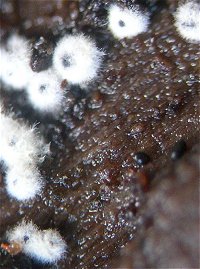 Lasiosphaeria ovina MykoGolfer