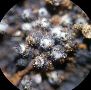 Lasiosphaeria ovina MykoGolfer
