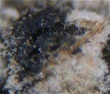 Lasiosphaeris hirsuta MykoGolfer