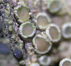 Lecanora chlarotera  MykoGolfer