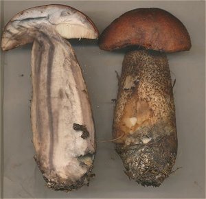 Leccinum aurantiacum MykoGolfer