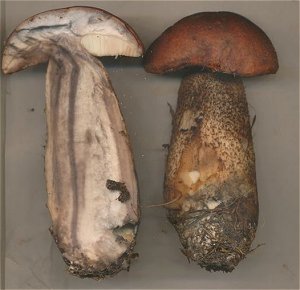 Leccinum aurantiacum  MykoGolfer