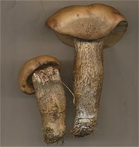 Leccinum duriusculum  MykoGolfer