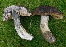 Leccinum fuscoalbum MykoGolfer
